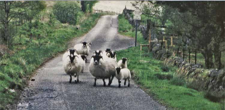 sheep in road